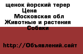 щенок йорский терер › Цена ­ 3 000 - Московская обл. Животные и растения » Собаки   